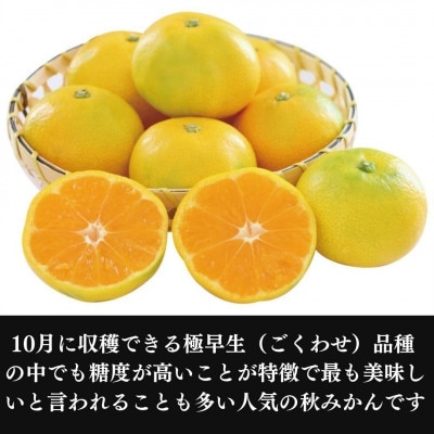 由良みかん (訳ありみかん 4.5キロ箱込) ゆらみかん 10月中旬～11月上旬頃発送 西浦みかん