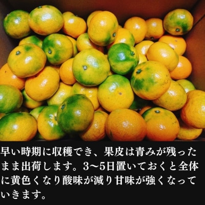 由良みかん (訳ありみかん 4.5キロ箱込) ゆらみかん 10月中旬～11月上旬頃発送 西浦みかん