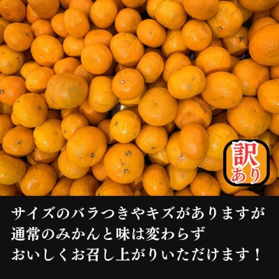由良みかん (訳ありみかん 4.5キロ箱込) ゆらみかん 10月中旬～11月上旬頃発送 西浦みかん