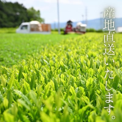 沼津産　普通煎茶　100g×2袋 合計200g