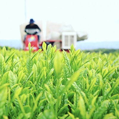 沼津産　普通煎茶ティーバッグ(3g×20包)×3袋　合計60包