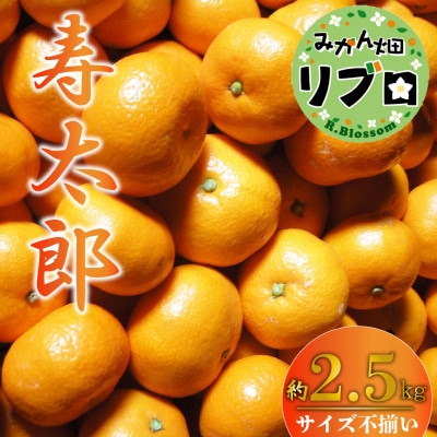 <2025年2月上旬より順次発送>訳あり 寿太郎 みかん 2.5kg 産地直送 柑橘 沼津 西浦