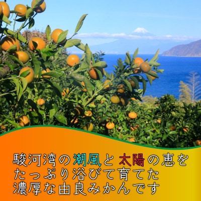 極早生 由良 みかん 約3kg 産地直送 訳あり
