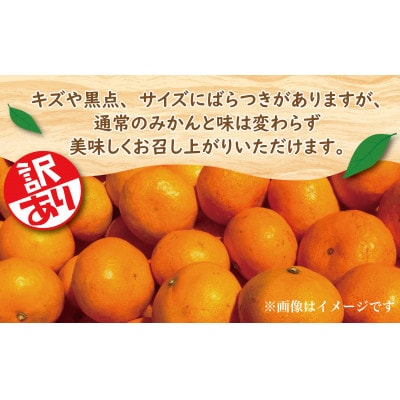 極早生 由良 みかん 約3kg 産地直送 訳あり