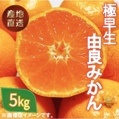 極早生 由良 みかん 約 5kg 産地直送