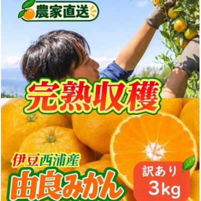 沼津西浦産　由良みかん　訳あり　3kg