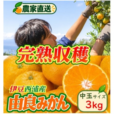 沼津西浦産　由良みかん　中玉　3kg