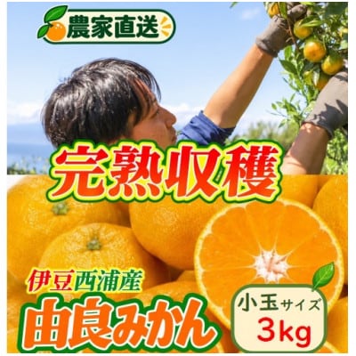 沼津西浦産　由良みかん　小玉　3kg