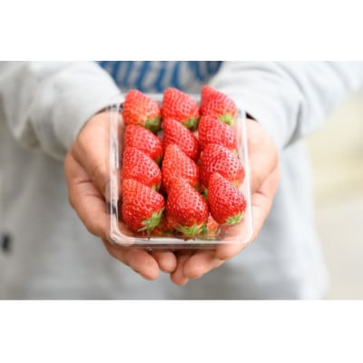食べ比べ 厳選いちご(品種おまかせ)約260g×2パック(1箱)