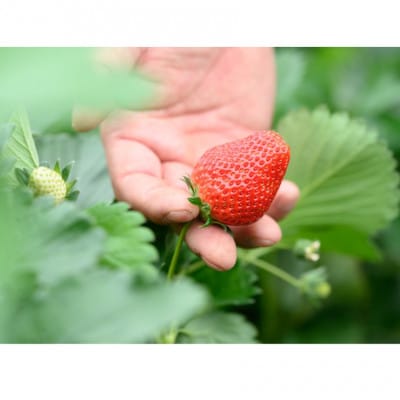 茨城県産　やよいひめ 約300g×2パック(1箱)デラックスサイズ