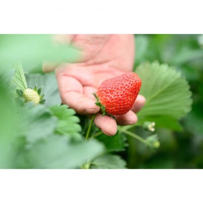 いちご 紅白食べ比べ 計2パック(1箱)