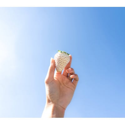いちご 紅白食べ比べ 計2パック(1箱)