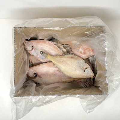 なんじゃもんじゃ訳あり未利用魚かれい　2kgセット