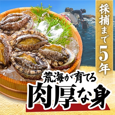 先行予約】三陸重茂産 天然 蝦夷あわび(2号品)500g(冷凍) | 岩手県宮古