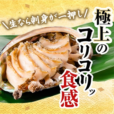 【先行予約】三陸重茂産　天然 蝦夷あわび(2号品) 1kg(冷凍)