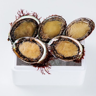 【三陸重茂産】天然　蝦夷あわび(2号品) 1kg(冷凍)