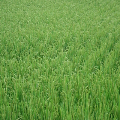 宮古・純米酒セット