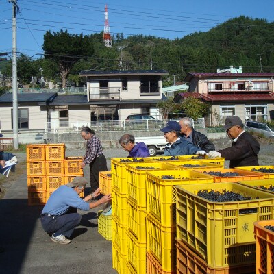 みやこ山ぶどうワイン壱穂゜