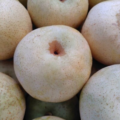 和梨(秀玉)5kg