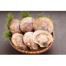 生きたままお届け 漁師直送 隆勝丸ホタテ 2年目貝 10cm 10枚入り 捌き方説明書付き お礼品詳細 ふるさと納税なら さとふる