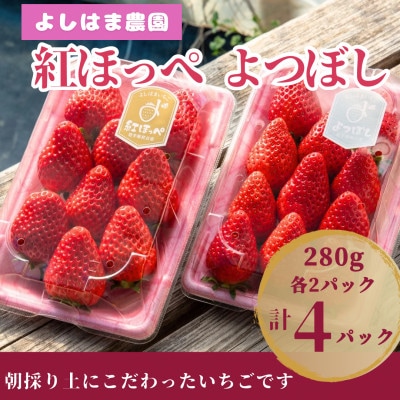 【数量限定】2025年1月より順次発送『紅ほっぺ』『よつぼし』約280g×各2パック計4パック