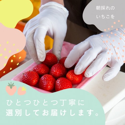 【数量限定】2025年1月より順次発送『紅ほっぺ』『よつぼし』約280g×各2パック計4パック