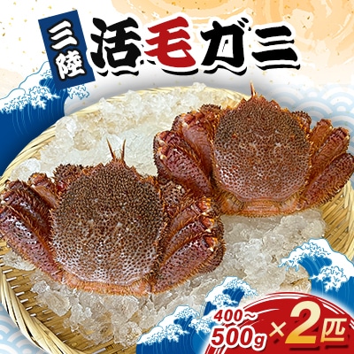 三陸活毛ガニ400g～500g×2匹