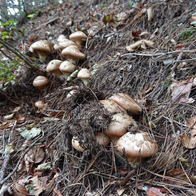 岩手県宮古市産【松茸】訳あり品500g | お礼品詳細 | ふるさと納税なら