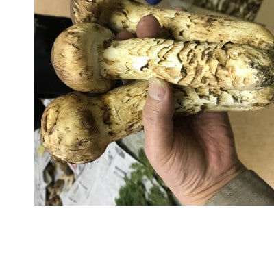 岩手県宮古市産【松茸】訳あり品250g