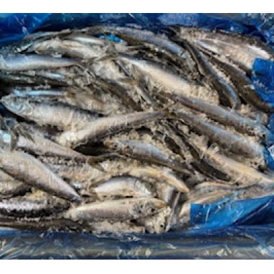 冷凍真いわし 10kg