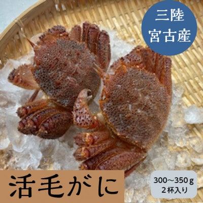三陸宮古産　活毛ガニ　300g～350g×2杯
