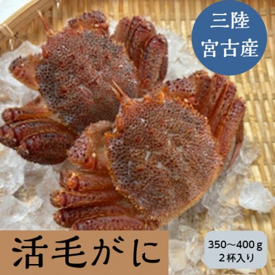 三陸宮古産　活毛ガニ　350g～400g×2杯