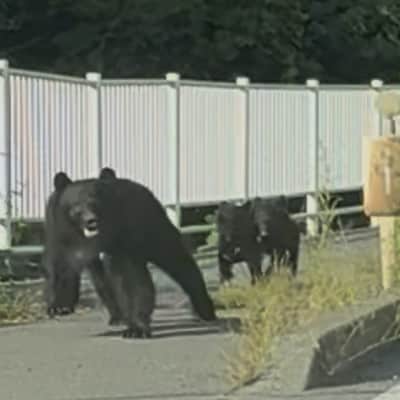 【返礼品なし】熊被害対策支援(岩手県宮古市)　寄附額10,000円