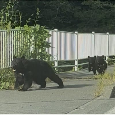 【返礼品なし】熊被害対策支援(岩手県宮古市)　寄附額10,000円