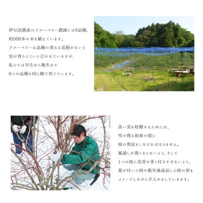 訳あり 無選別 冷凍ブルーベリー 4kg