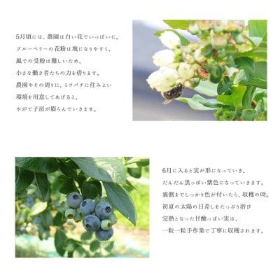 訳あり 無選別 冷凍ブルーベリー 4kg