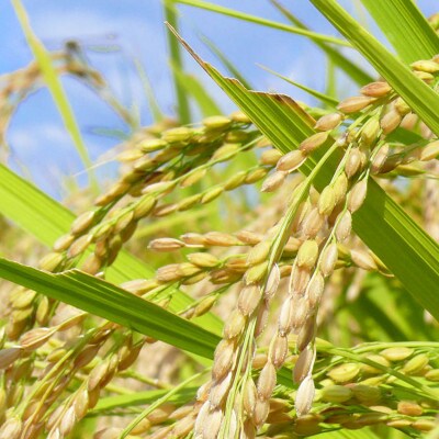 宮城県登米市産 ひとめぼれ 玄米 3kg【令和7年産】