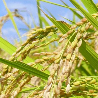 宮城県登米市産 ひとめぼれ 白米 3kg【令和7年産】