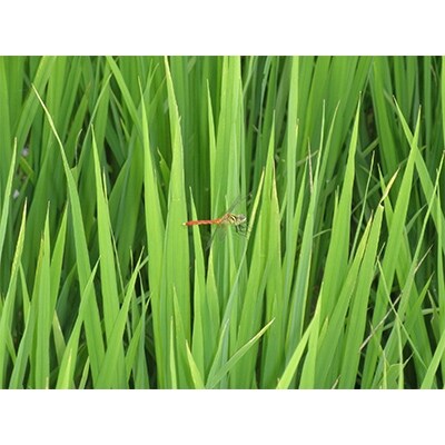 ササニシキ白米5kg(宮城県認証栽培期間中農薬・化学肥料不使用栽培)
