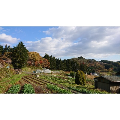 【栽培期間中農薬・化学肥料不使用】木漏れ日農園のこだわり 野菜とハーブのセット