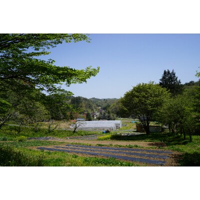 【栽培期間中農薬・化学肥料不使用】木漏れ日農園のこだわり 野菜とハーブのセット
