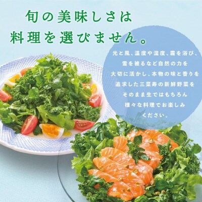 旬の新鮮野菜セット Lサイズ(5種類以上/10～12パック)