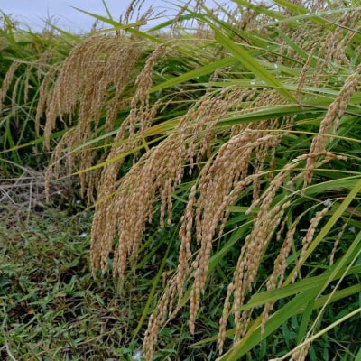令和7年産　宮城県登米市産コシヒカリ(精米)5kg
