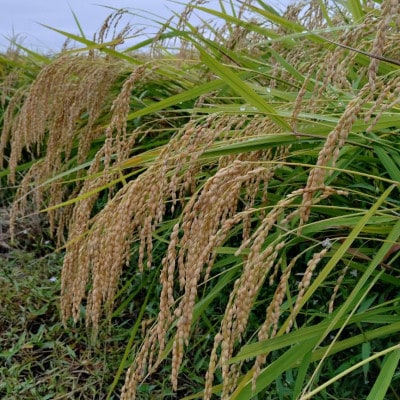 令和7年産　宮城県登米市産コシヒカリ(精米)5kg×2袋セット