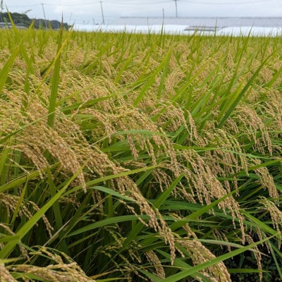 宮城県産ブレンド米　宮城米(精米)5kg