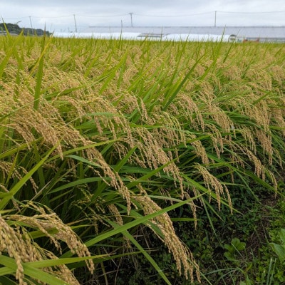 宮城県産ブレンド米　宮城米(精米)5kg×2袋セット