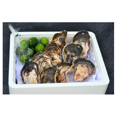 細島 岩がき 約3kg 日向特産 へべす 400g セット