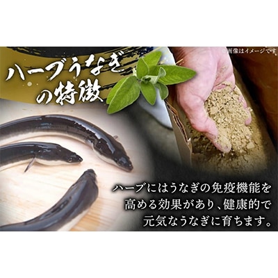 宮崎県日向市産　鰻楽ハーブうなぎ蒲焼4尾(計800g)