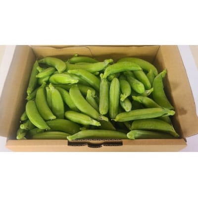 【期間限定発送】 野菜 スナップエンドウ 約1kg