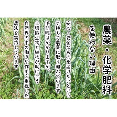 【期間限定発送】 にんにく 国産 500g